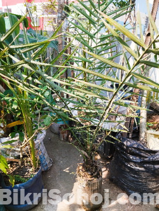 ফলের গাছ